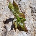 Salvia aethiopis Fruit