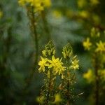 Bulbine bulbosa 花