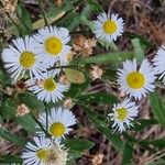 Erigeron annuus Blomma