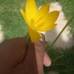 Zephyranthes citrina Λουλούδι