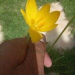 Zephyranthes citrina Bloem