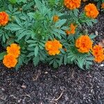 Tagetes erectaBlüte