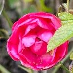 Rosa lucieae Cvet
