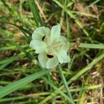 Dietes bicolor Virág