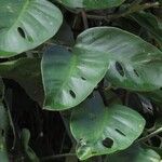 Monstera pittieri Ліст