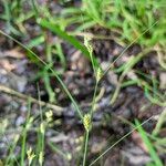 Carex remota Froito