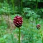 Sanguisorba officinalisBloem