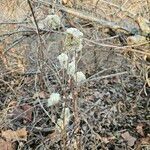 Anemone virginiana Fruit