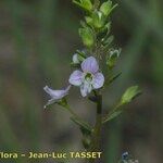 Veronica anagallis-aquatica Flower