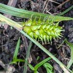 Carex vesicaria Плід