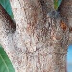 Ficus cyathistipula Bark