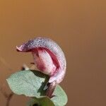 Corybas aconitiflorus Kvet