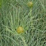 Asphodeline lutea برگ