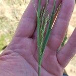 Panicum dichotomiflorum Flower