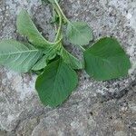 Amaranthus blitum Leaf