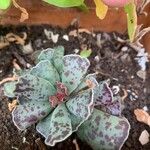 Adromischus cooperi Folha