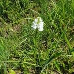 Orchis mascula x Orchis militaris Fruit