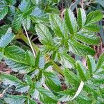 Angelica pachycarpa Leaf