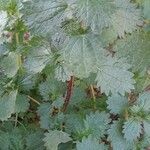 Urtica urens عادت داشتن