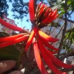 Erythrina speciosa Kwiat