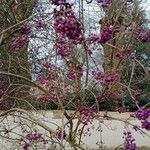 Callicarpa bodinieri Fruto