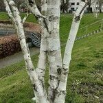 Betula utilis Ŝelo