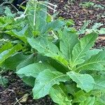 Nicotiana sylvestris 叶