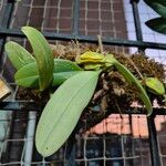 Bulbophyllum longiflorum Φύλλο