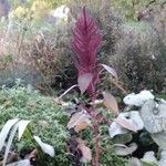 Amaranthus hybridus Blatt