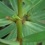 Euphorbia balsamifera फूल