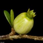 Psychotria deverdiana Fruit