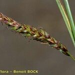 Carex binervis Frukt