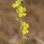 Helianthemum lippii Diğer