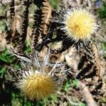 Carlina vulgaris 花