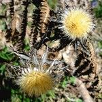 Carlina vulgaris Kwiat