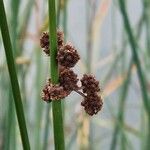 Scirpoides holoschoenus Flor