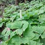 Achlys triphylla Leaf