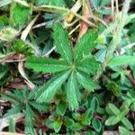 Potentilla heptaphylla 葉