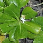 Scaevola taccada Blad