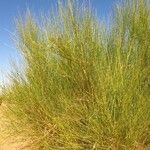 Leptadenia pyrotechnica Hoja