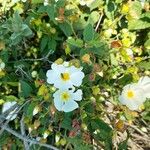 Cistus salviifoliusVirág