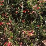 Erica discolor Hoja