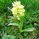 Dactylorhiza sambucina Habit