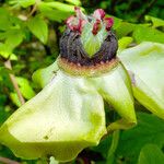 Paeonia × suffruticosa Plod