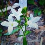 Houstonia longifolia Virág