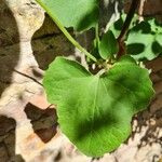 Mikania cordifolia Leaf