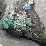 Draba dubia Hoja