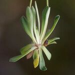 Androsace obtusifolia Mosusu