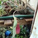 Masdevallia zahlbruckneriFlower