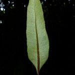 Danaea simplicifolia Feuille